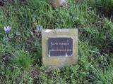 image of grave number 931239
